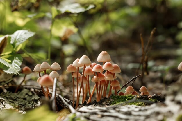 Een groep oneetbare paddenstoelen in het herfstbos