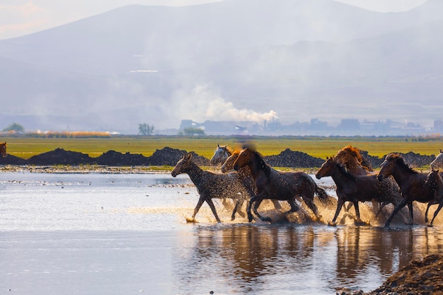 Een groep paarden loopt door een waterlichaam.