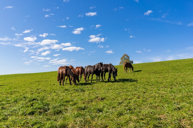 Een groep paardgrassen onder de blauwe hemel op een zonnige weide