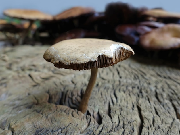 Een groep paddenstoelen bij een boomstronk