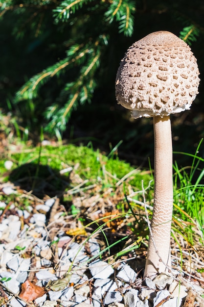 Een groep paddestoelen in het bos