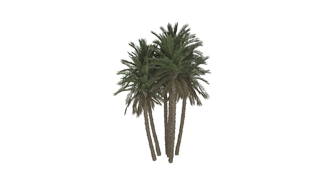 Een groep palmbomen op een witte achtergrond