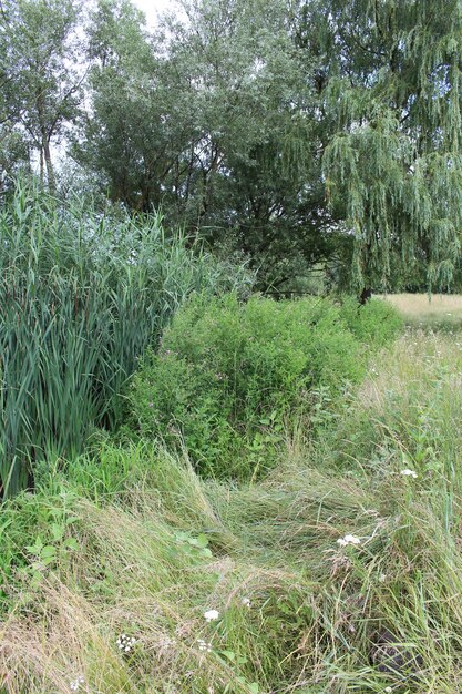 Foto een groep planten en bomen