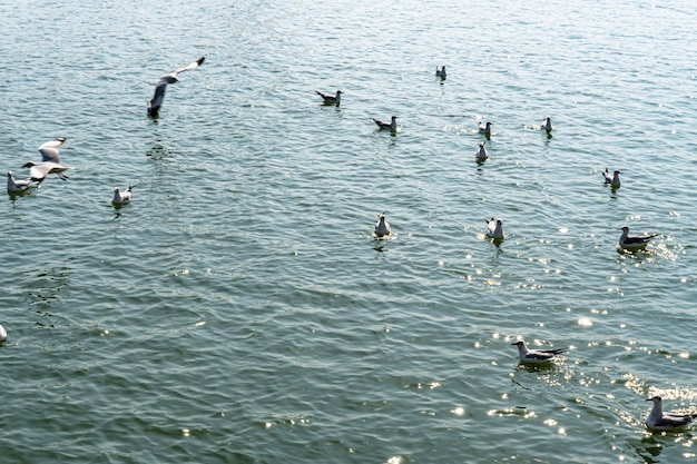 Een groep prachtige vogels drijvend op het water Grote hoeveelheden eenden en één zwaan Een concept voor 'The odd one out' Een zwaan en eenden in een bevroren rivier Dezelfde eendvlieg