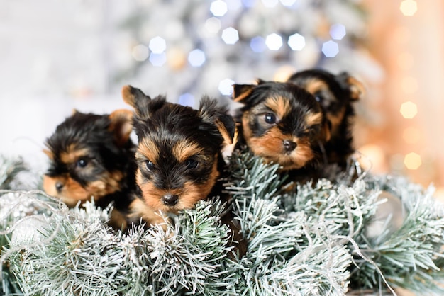 Een groep puppy's zittend op een kerstslinger versierd met ballen op een achtergrond van kerstverlichting