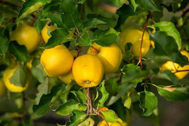 Een groep rijpe rode appels hangt nog in de boom en wacht om geplukt te worden