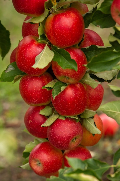 Een groep rijpe rode appels hangt nog in de boom en wacht om geplukt te worden
