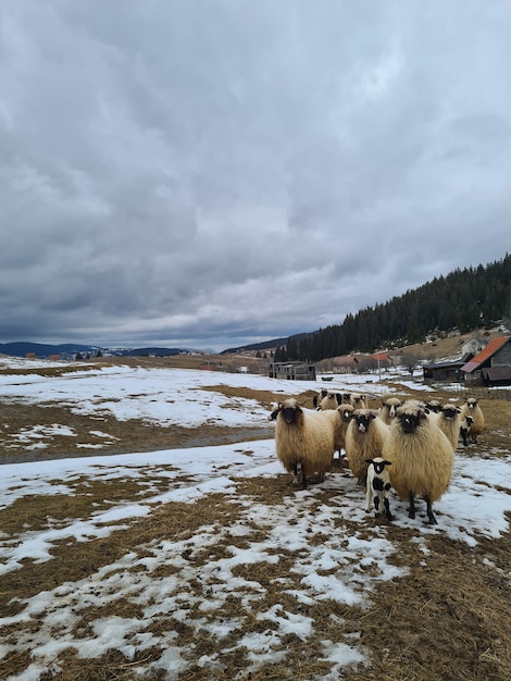 Foto een groep schapen staat op een besneeuwd veld.