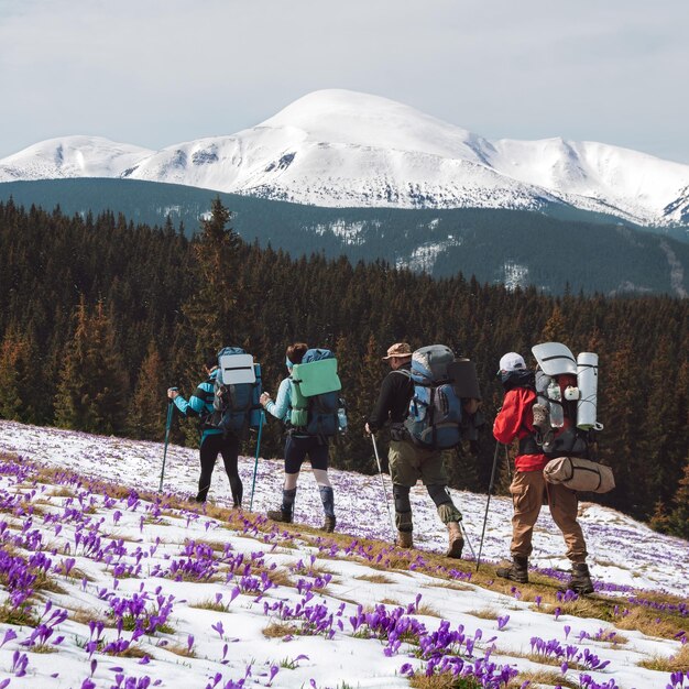 Een groep toeristen met rugzakken beweegt zich door velden met paarse saffraanbloemen Besneeuwde bergen op de achtergrond