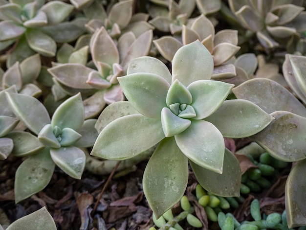 Foto een groep tropische cactussen groeit in een botanische tuin