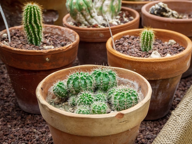 een groep tropische cactussen in potten groeit in een botanische tuin