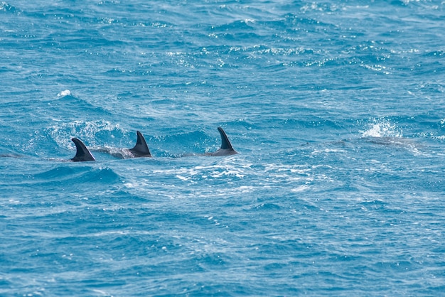 Een groep tuimelaars (Tursiops truncatus) zwemmen in de rode zee van Hurghada, Egypte