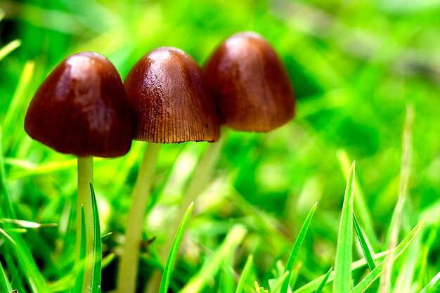 Foto een groep van drie bruine paddestoelen die op gras groeien