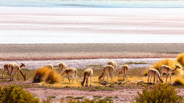 Een groep vicuna's Vicugna graast in de buurt van Hedionda Lagoon Altiplano Bolivia