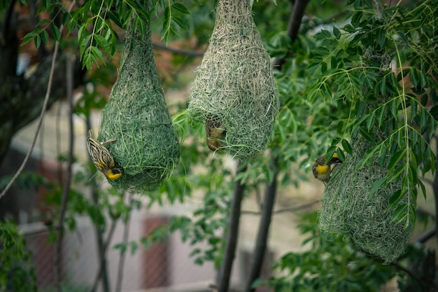 Een groep vogels die aan een boom hangt