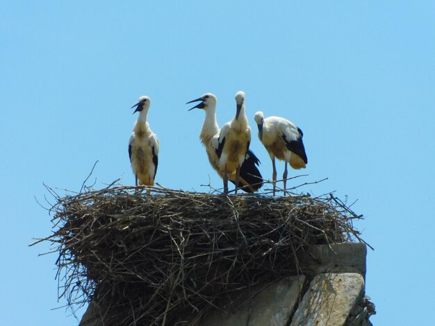 Een groep vogels staat in een nest op een stenen constructie.