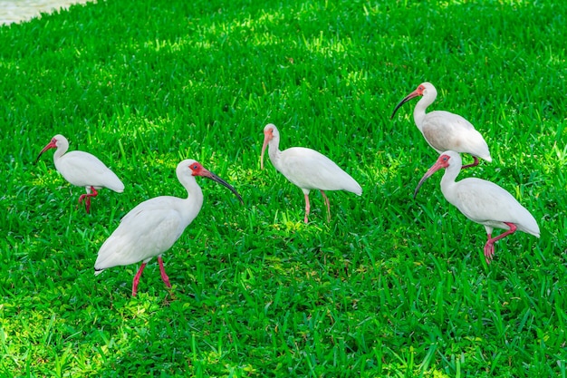 Foto een groep vogels staat in het gras met hun snavel open