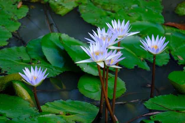 Een groep waterlelies is in het water Nymphaeaceae is een familie van bloeiende planten waterlelie