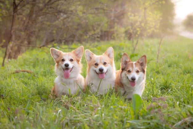 Een groep Welsh corgi-honden op een lentewandeling in het gras kijken