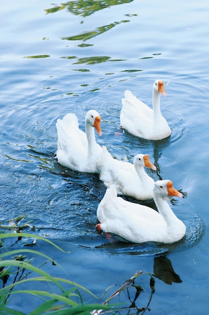 Een groep witte eenden zwemt in een vijver.