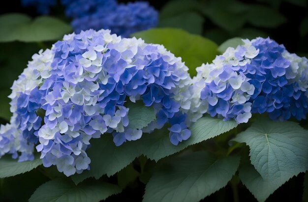 Een groep witte en blauwe Hydrangea-bloemen genereerde Ai