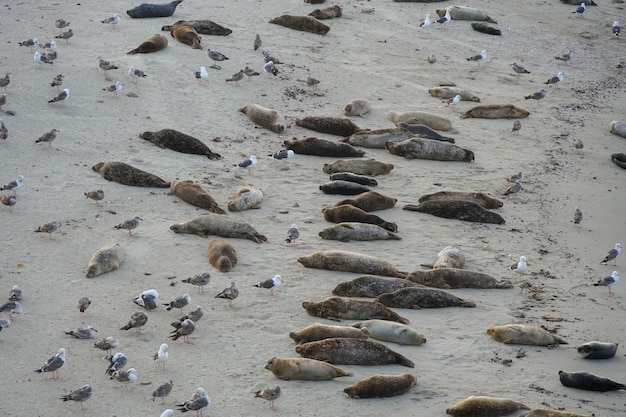 Een groep zeeleeuwen ligt op het strand.