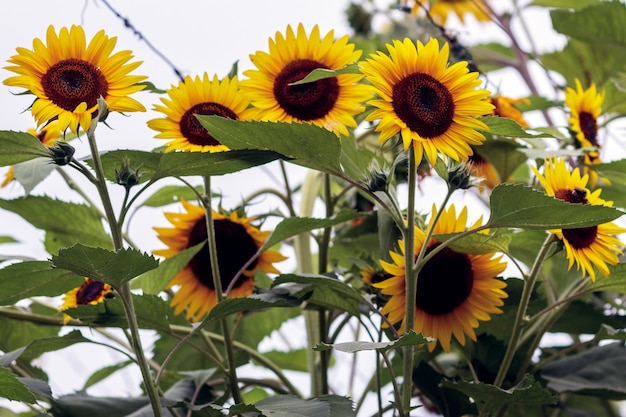 Een groep zonnebloemen in een privétuin