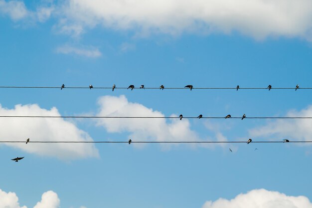 Een groep zwaluwen zit op draden zwaluwen maken hun veren schoon slaap kijken boerenzwaluwen volwassenen en kuikens Tegen de achtergrond van de blauwe lucht