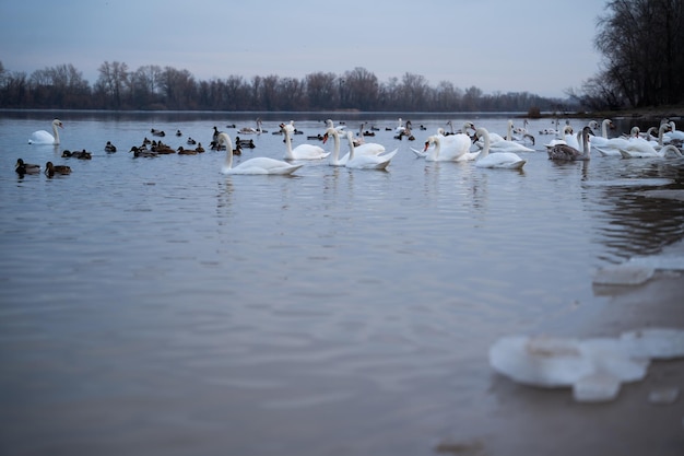 Een groep zwanen op het meer voedt zich overdag
