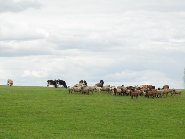 Een groep zwart-witte schapen graast op een groen weidevee en landbouwconcept