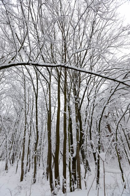 Een groot aantal kale loofbomen in het winterseizoen, de bomen zijn bedekt met sneeuw na vorst en sneeuwval, sneeuwbanken in het park of winterbos, er zullen voetafdrukken in de sneeuw zijn