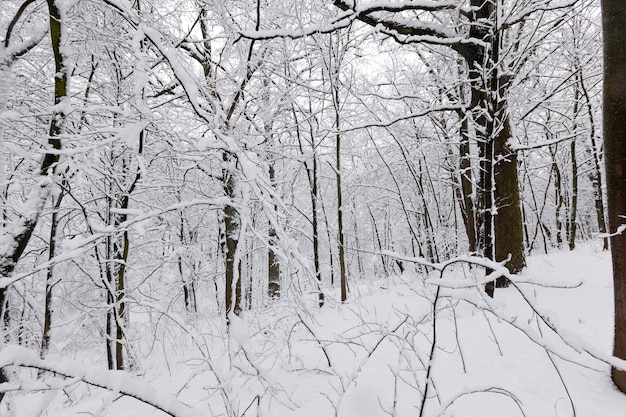 Een groot aantal kale loofbomen in het winterseizoen, de bomen zijn bedekt met sneeuw na vorst en sneeuwval, sneeuwbanken in het park of winterbos, er zullen voetafdrukken in de sneeuw zijn