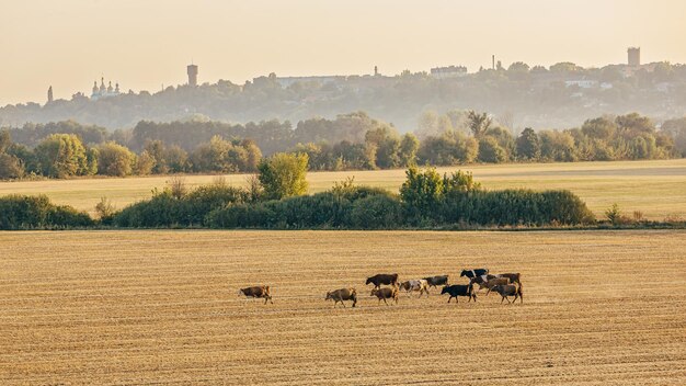 Foto een groot aantal koeien in een weide in de buurt van de stad cityscape op de achtergrond