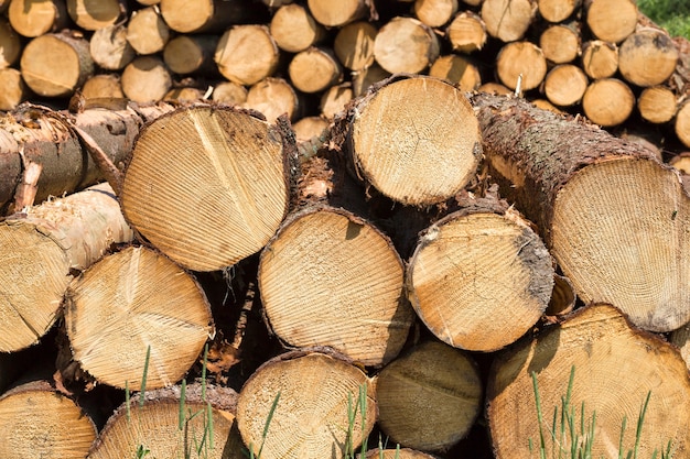 Een groot aantal ronde boomstammen met jaarringen wordt tijdens de houtkap dichtgevouwen, close-up in het bos