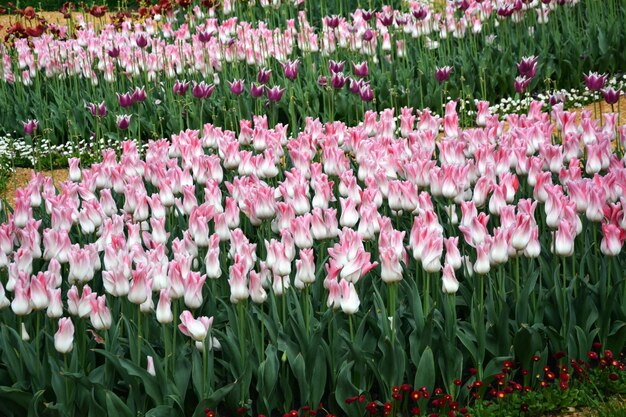 Een groot bloembed met rijen tulpen van verschillende soorten en kleuren in een kas