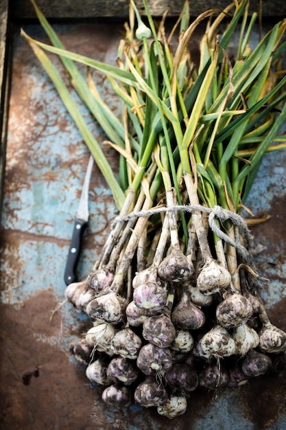 Een groot boeket knoflook