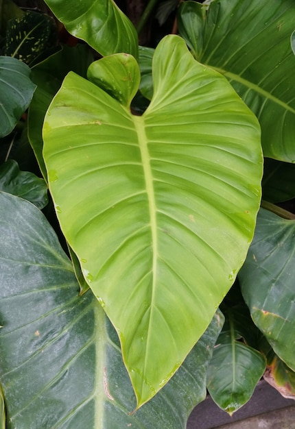 Foto een groot en volwassen blad van philodendron golden melinonii