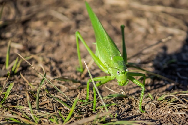 Een groot exemplaar van groene sprinkhanen op de weg aangetroffen