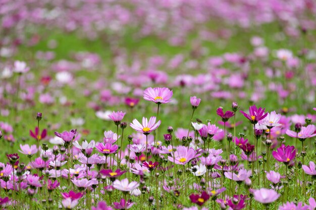 Een groot gebied met Gesang-bloemen geopend