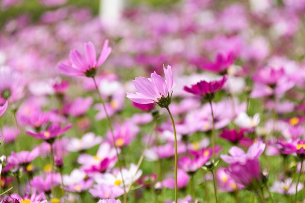 Een groot gebied met Gesang-bloemen geopend