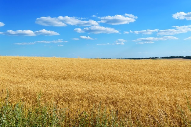 Een groot geel veld met tarweaartjes en een blauwe lucht erboven