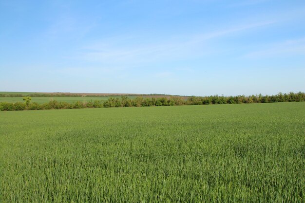 Een groot groen veld.