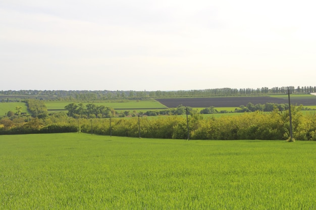 Een groot groen veld.