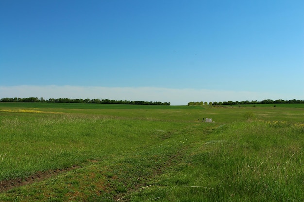 Foto een groot groen veld.