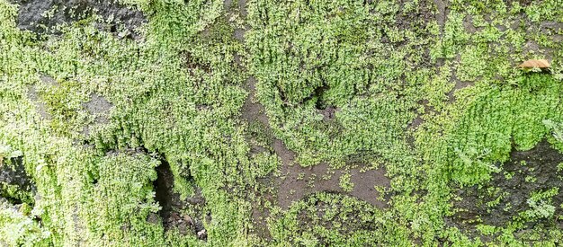 een groot stuk gras wordt in deze afbeelding getoond