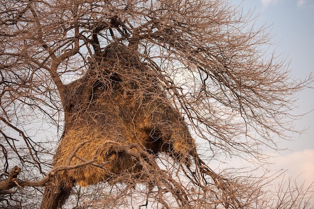 Een groot vogelnest in een boom in Etosha National Park Namibië