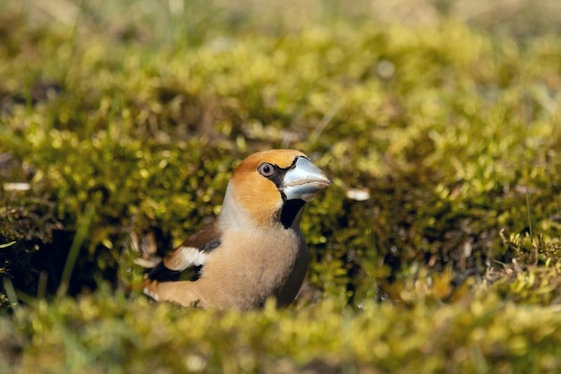 Foto een grosbeak coccothraustes coccothraustes zittend op mos