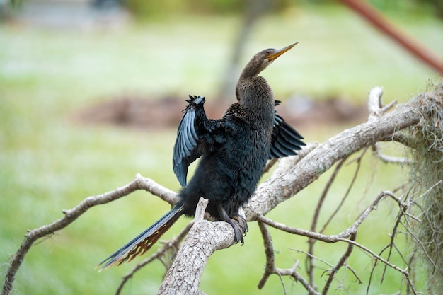 Een grote anhinga-vogel die op een boomtak rust in het wetland van Florida