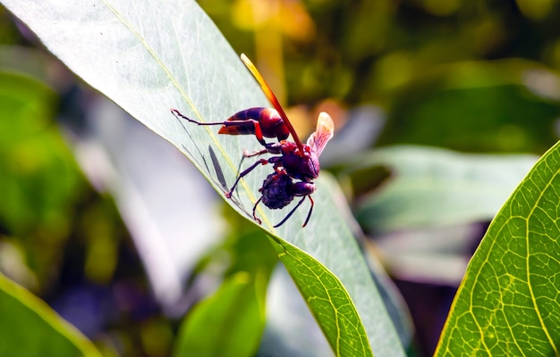 Een grote bij met voedsel zit op een blad