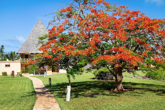 Een grote bloeiende boom op het eiland Zanzibar. Tanzania